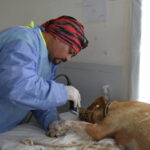 Quedan últimos cupos disponibles para castraciones de felinos y caninos