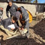A un detenido por el robo de ovinos y le encontraron cocaína