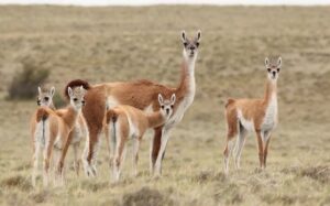 Guanaco: Se faenaron más de 10.000 ejemplares y proyectan ampliar