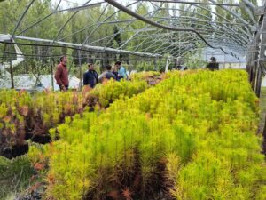 El CAP acompaña la producción forrajera en Los Antiguos