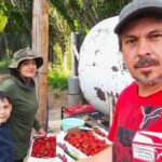 El Consejo Agrario impulsa el cultivo de frutillas en Perito Moreno
