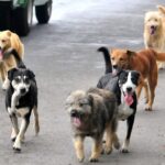 Micaela Lezcano: “El objetivo no es castigar sino cuidar a los animales y las personas”