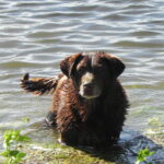 Nuevas políticas de ambiente y tenencia responsable de animales