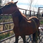 Detectaron caballos desnutridos y activaron el protocolo por maltrato animal