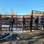 Retiraron 18 caballos que deambulaban por la Ruta 40
